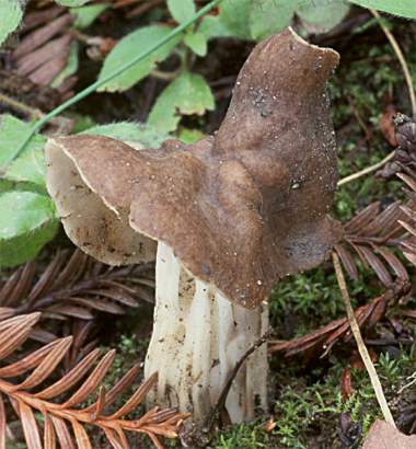 Helvella maculata